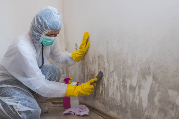 Best Mold Remediation for Schools in Ridge Manor, FL