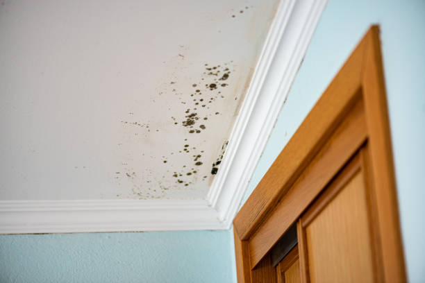 Best HVAC Mold Remediation in Ridge Manor, FL