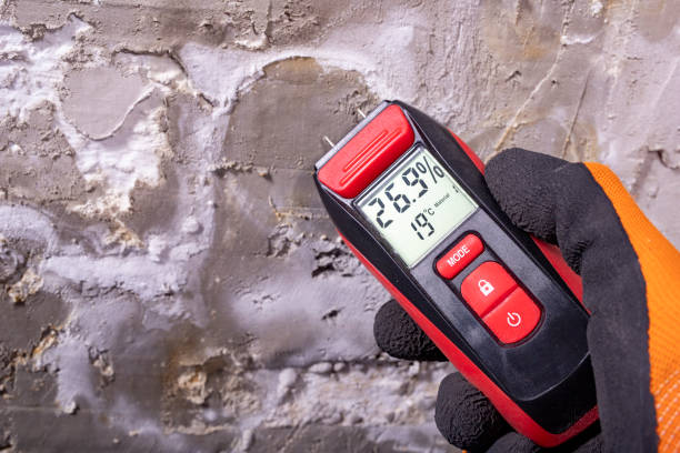 Best Black Mold Remediation in Ridge Manor, FL