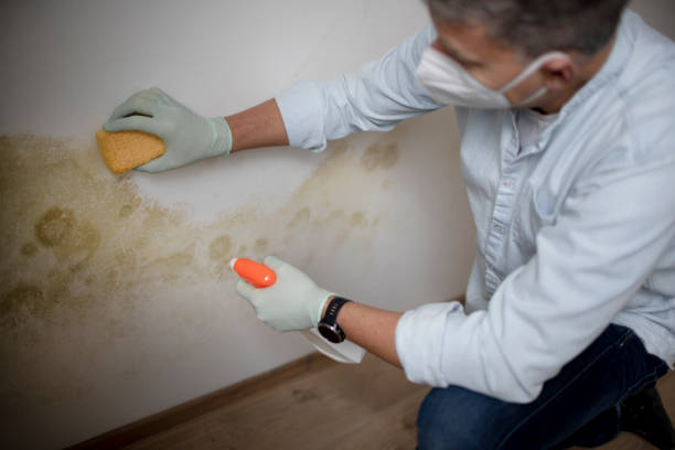 Best HVAC Mold Remediation in Ridge Manor, FL