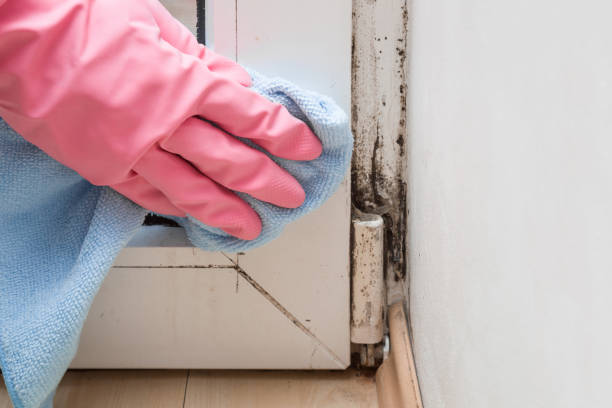 Best Commercial Mold Remediation in Ridge Manor, FL