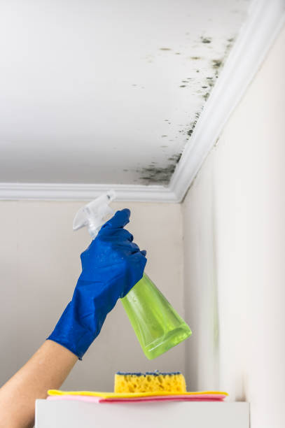 Best Residential Mold Remediation in Ridge Manor, FL