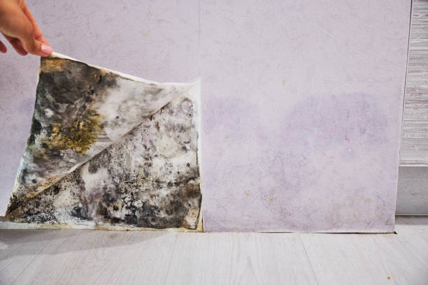 Best Health and Safety Mold Remediation in Ridge Manor, FL
